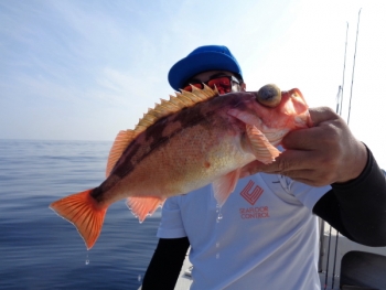鯛紅丸 釣果