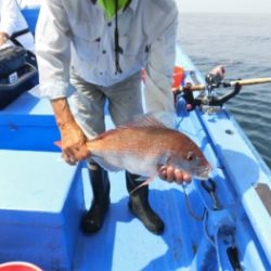 鯛紅丸 釣果