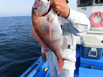 鯛紅丸 釣果