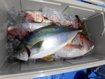 鯛紅丸 釣果