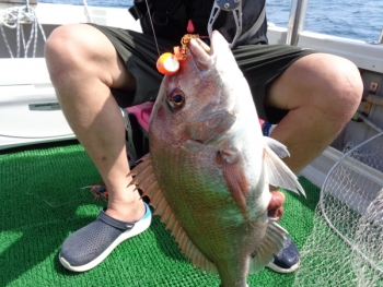 鯛紅丸 釣果