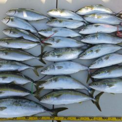 Hit Rush(ヒット ラッシュ) 釣果