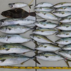 Hit Rush(ヒット ラッシュ) 釣果