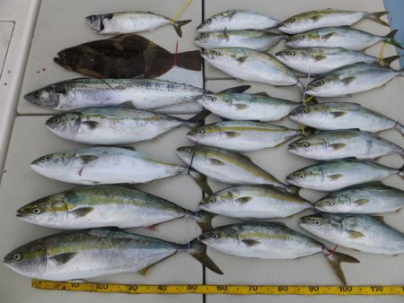 Hit Rush(ヒット ラッシュ） 釣果…