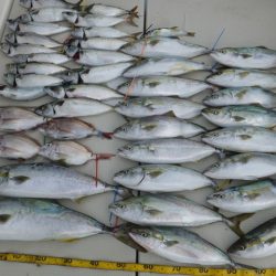 Hit Rush(ヒット ラッシュ) 釣果