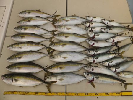 Hit Rush(ヒット ラッシュ） 釣果…