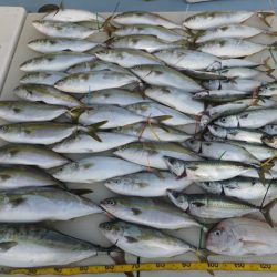 Hit Rush(ヒット ラッシュ) 釣果