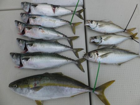 Hit Rush(ヒット ラッシュ） 釣果…