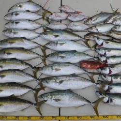 Hit Rush(ヒット ラッシュ) 釣果