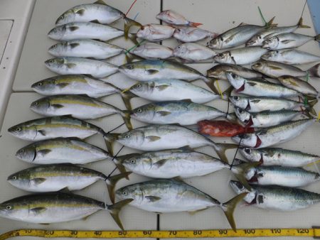 Hit Rush(ヒット ラッシュ） 釣果…