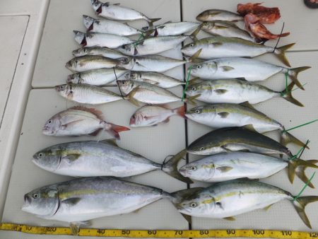 Hit Rush(ヒット ラッシュ） 釣果…