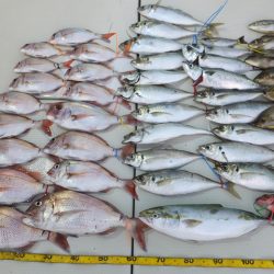 Hit Rush(ヒット ラッシュ) 釣果