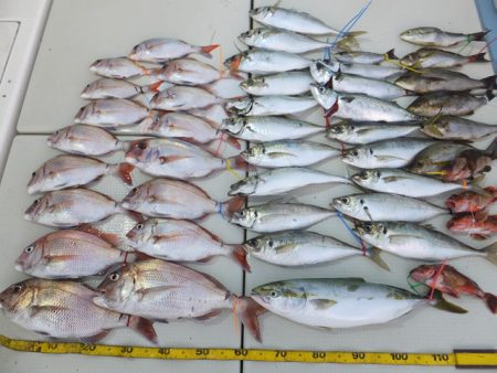 Hit Rush(ヒット ラッシュ） 釣果…