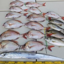 Hit Rush(ヒット ラッシュ） 釣果