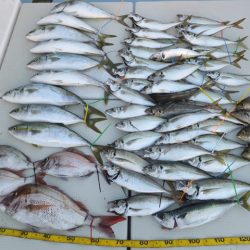 Hit Rush(ヒット ラッシュ） 釣果