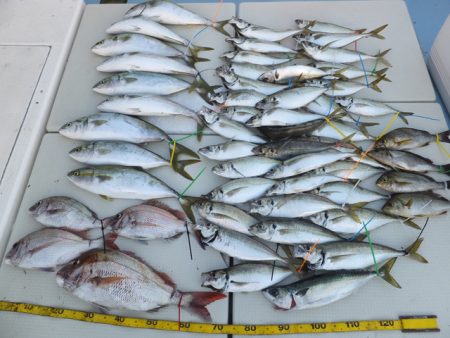 Hit Rush(ヒット ラッシュ） 釣果…