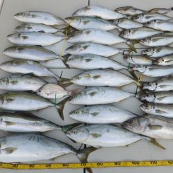 Hit Rush(ヒット ラッシュ) 釣果