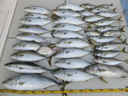 Hit Rush(ヒット ラッシュ） 釣果…