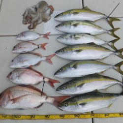 Hit Rush(ヒット ラッシュ) 釣果