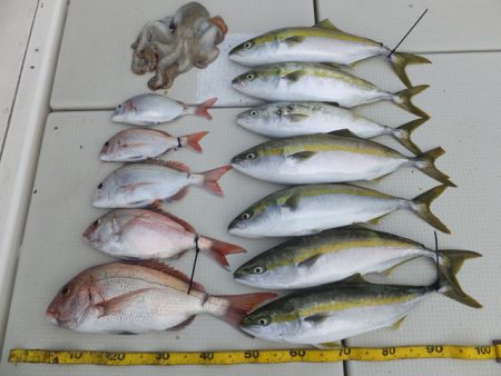 Hit Rush(ヒット ラッシュ） 釣果…