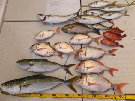 Hit Rush(ヒット ラッシュ） 釣果…