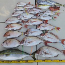 Hit Rush(ヒット ラッシュ) 釣果