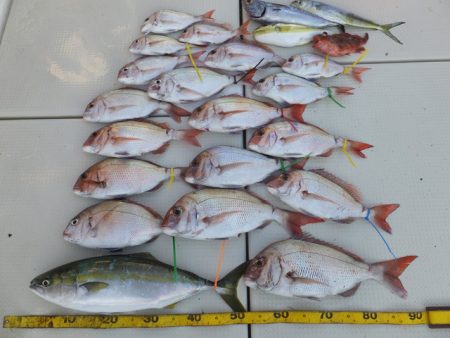 Hit Rush(ヒット ラッシュ） 釣果…