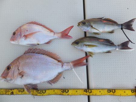 Hit Rush(ヒット ラッシュ） 釣果…