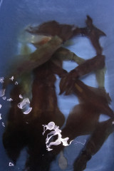 釣船 浦島太郎 釣果