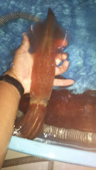 釣船 浦島太郎 釣果