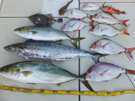 Hit Rush(ヒット ラッシュ） 釣果