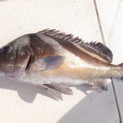 Hit Rush(ヒット ラッシュ) 釣果