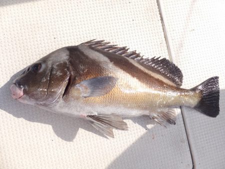 Hit Rush(ヒット ラッシュ) 釣果