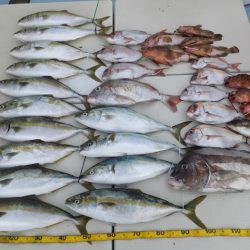 Hit Rush(ヒット ラッシュ) 釣果