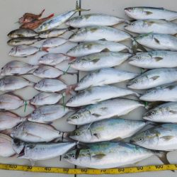 Hit Rush(ヒット ラッシュ） 釣果