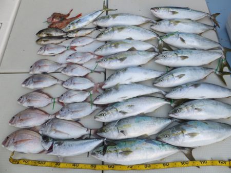 Hit Rush(ヒット ラッシュ） 釣果…