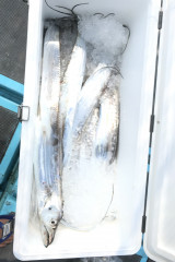 釣船 浦島太郎 釣果