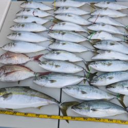 Hit Rush(ヒット ラッシュ） 釣果