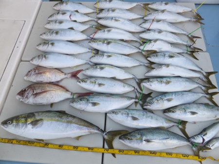 Hit Rush(ヒット ラッシュ） 釣果…