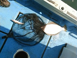 フィッシングガイド りょう 釣果