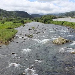 狩野川(狩野川漁業協同組合) 釣果