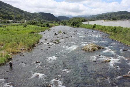 狩野川(狩野川漁業協同組合) 釣果