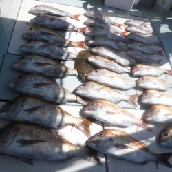 遊漁船 幸友丸 釣果