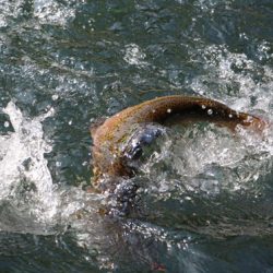 小菅トラウトガーデン 釣果