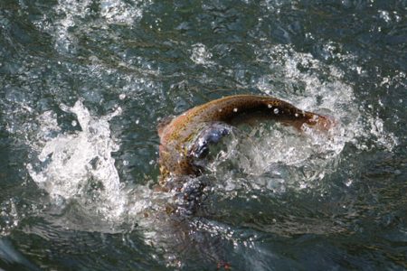 小菅トラウトガーデン 釣果