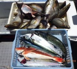 石川丸 釣果