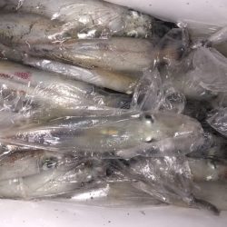 幸風（さちかぜ） 釣果