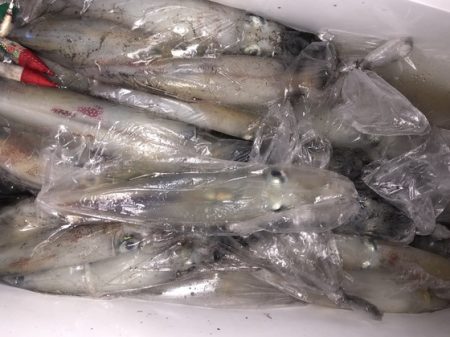 幸風（さちかぜ） 釣果