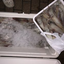 幸風（さちかぜ） 釣果