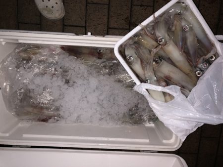 幸風（さちかぜ） 釣果